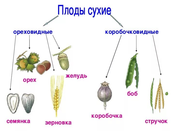 Многосемянные плоды биология 6 класс. Типы сухих многосемянных плодов. Сочные плоды биология 6 класс. Типы плодов биология 6 класс. Какие типы плодов изображены на рисунке