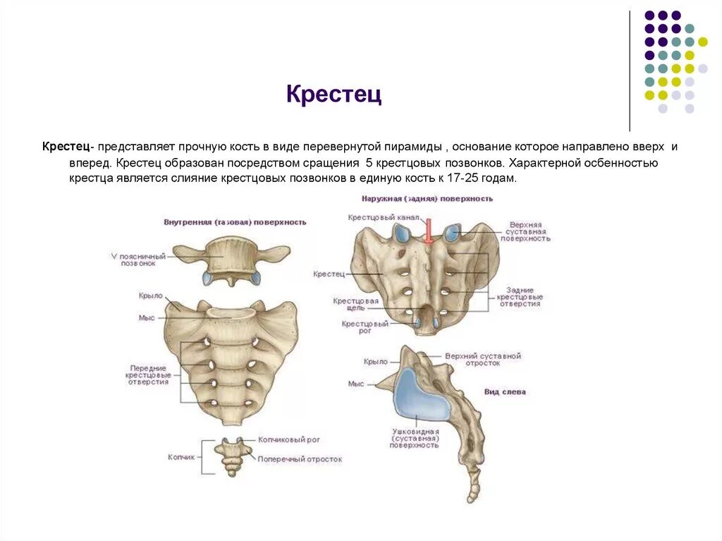 Образована тремя сросшимися костями. Строение крестца сбоку. Строение крестца и копчика анатомия. Строение крестца вид сбоку. Крестец сбоку анатомия.