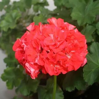Пеларгония любимая