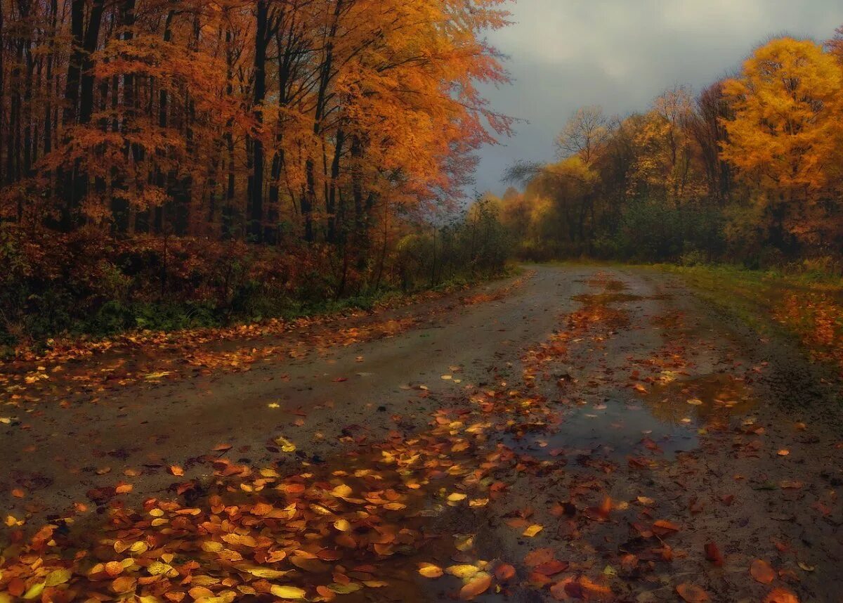 Былым осенью. Пасмурная осень. Осенний лес. Осень дождь. Хмурая осень.