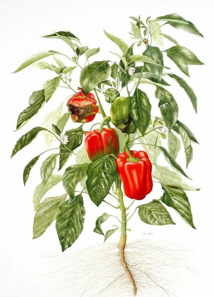 Семейство растения перец. Болгарский перец растение. Capsicum annuum ботаническая иллюстрация. Семейство растения перец. Семейство растения перец.