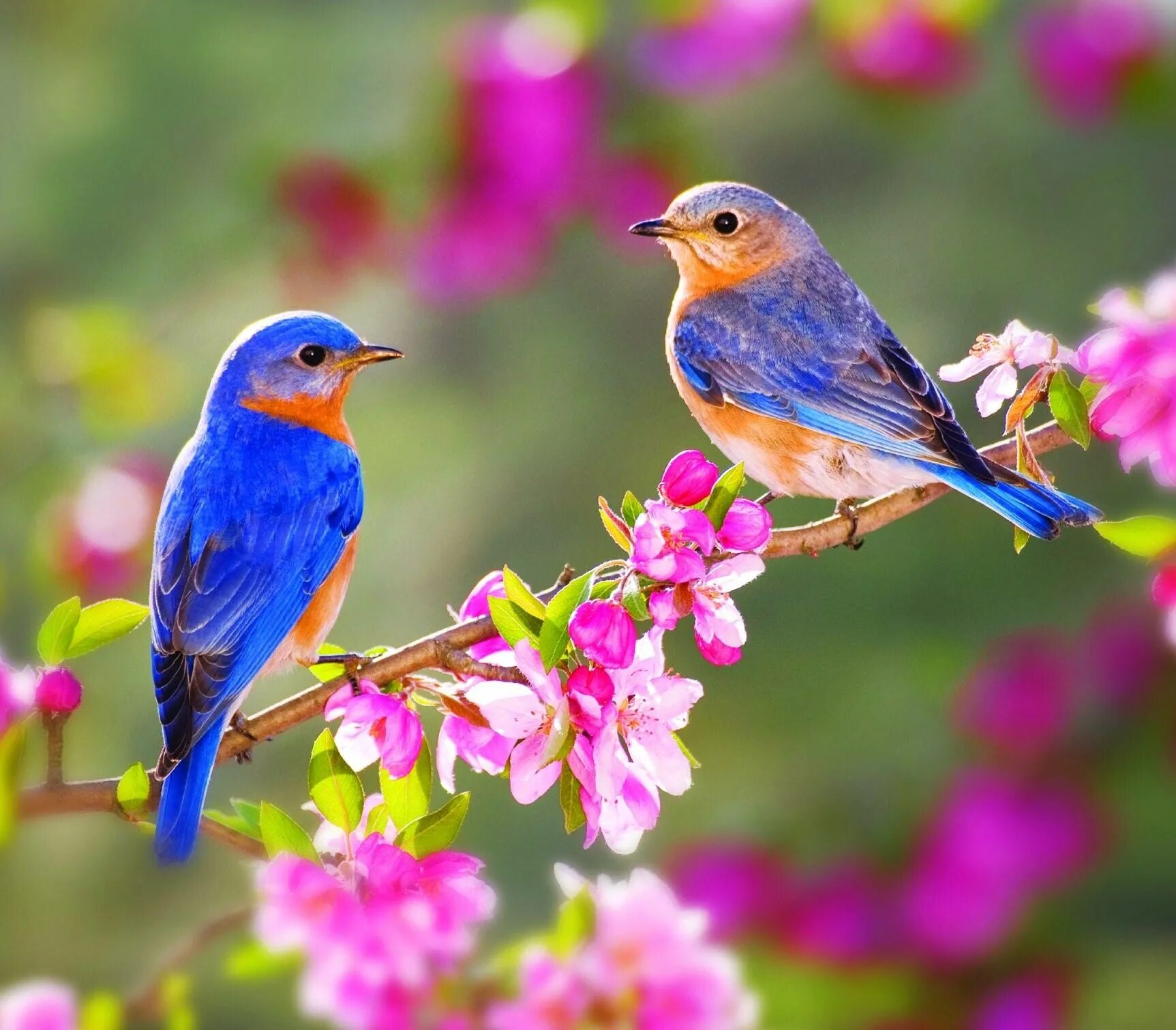Красивые птицы. Весенние птицы. Весенняя природа.