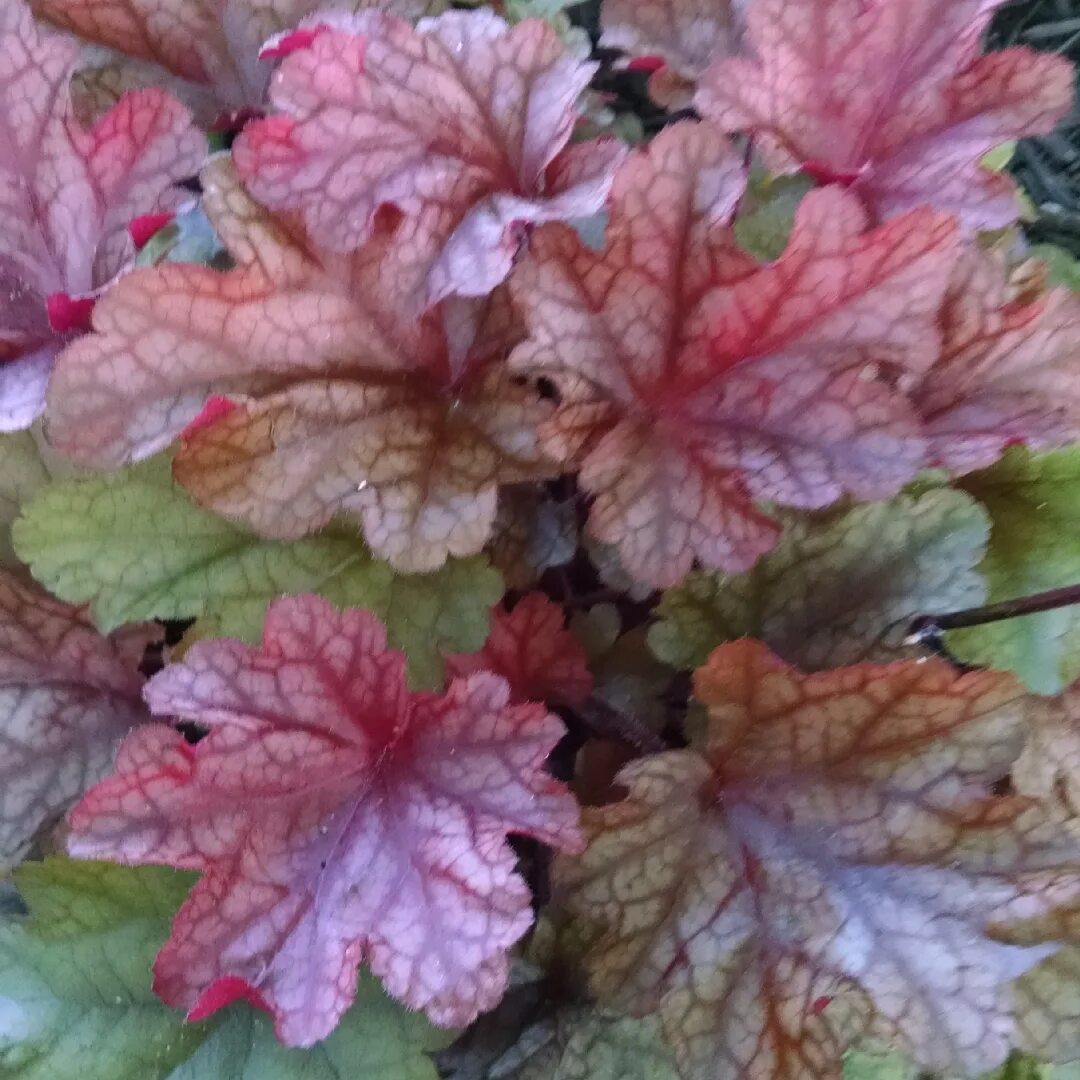 Heuchera × villosa 'Carnival Peach Parfait' Heuchera, Plants, Planting flowers