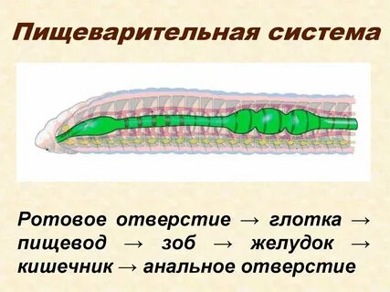 Систематические группы животных кольчатые черви органы пищеварения
