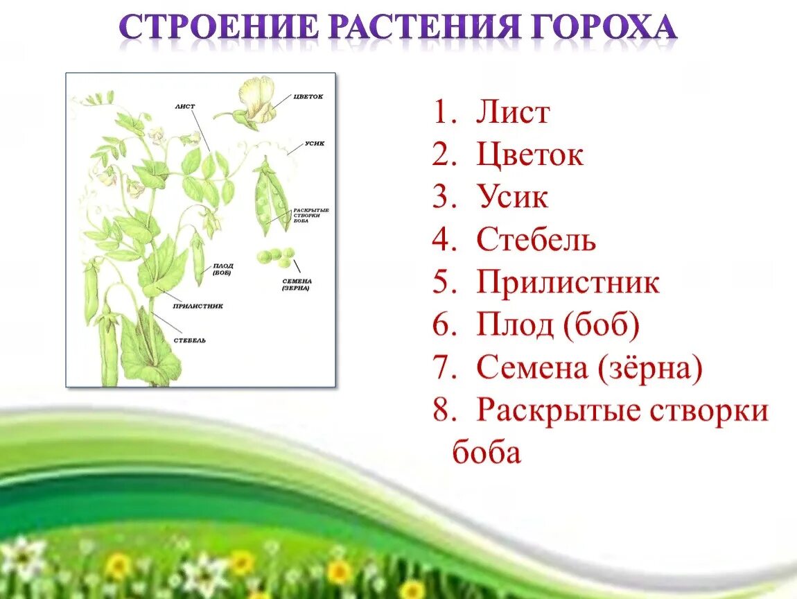 Строение листа гороха посевного. Внешнее строение гороха посевного. Строение плода гороха посевного. Схема строения растения гороха.