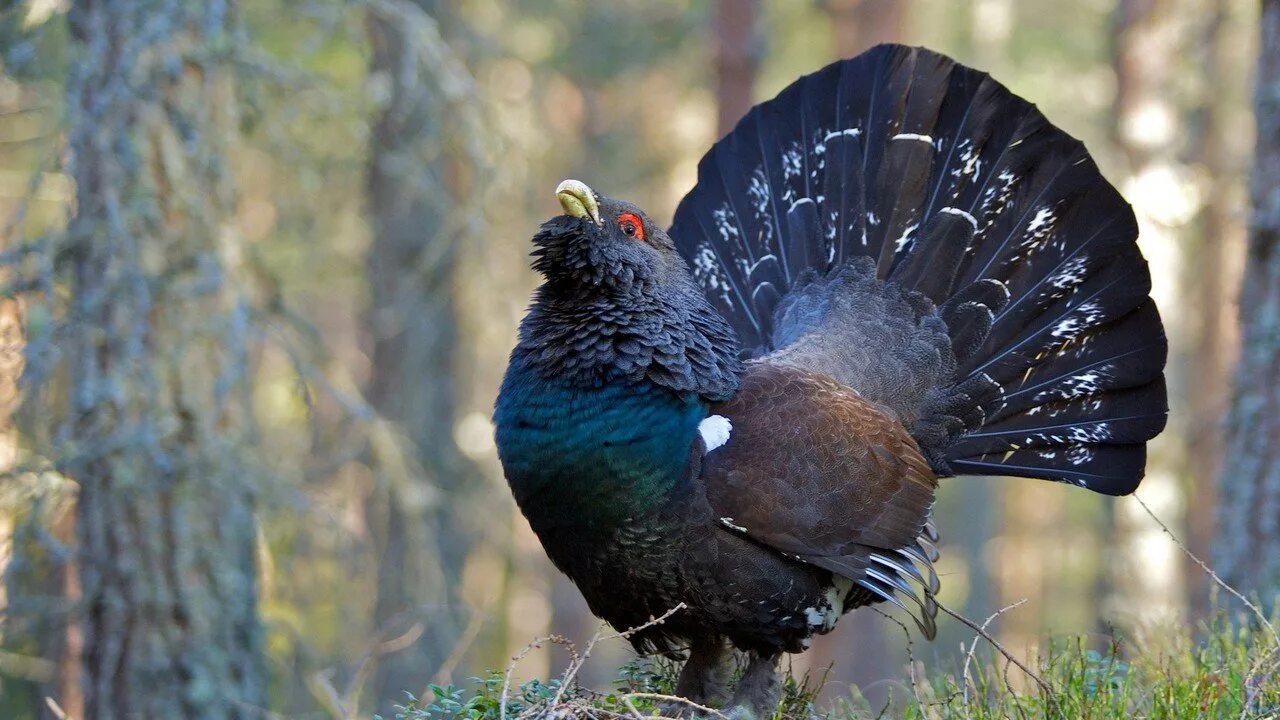 Дичью называют. Глухарь (Tetrao urogallus). Тетерев, Глухарь, куропатка. Глухарь тетерев рябчик. Глухарь и рябчик.