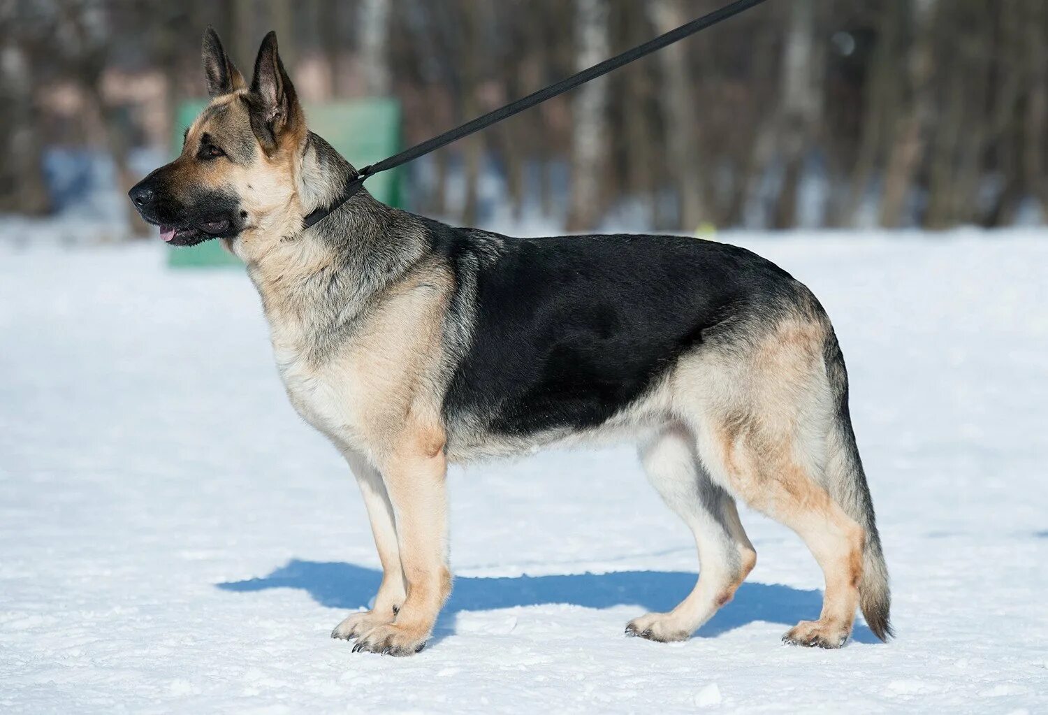 Порода европейская овчарка фото Pin von Alex auf Х East-European Shepherd