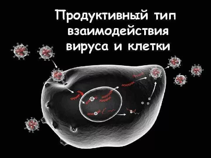 Продуктивное взаимодействие вируса с клеткой. Типы взаимодействия вируса с клеткой. Продуктивный Тип взаимодействия вируса. Продуктивный Тип взаимодействия вируса с клеткой с клеткой.