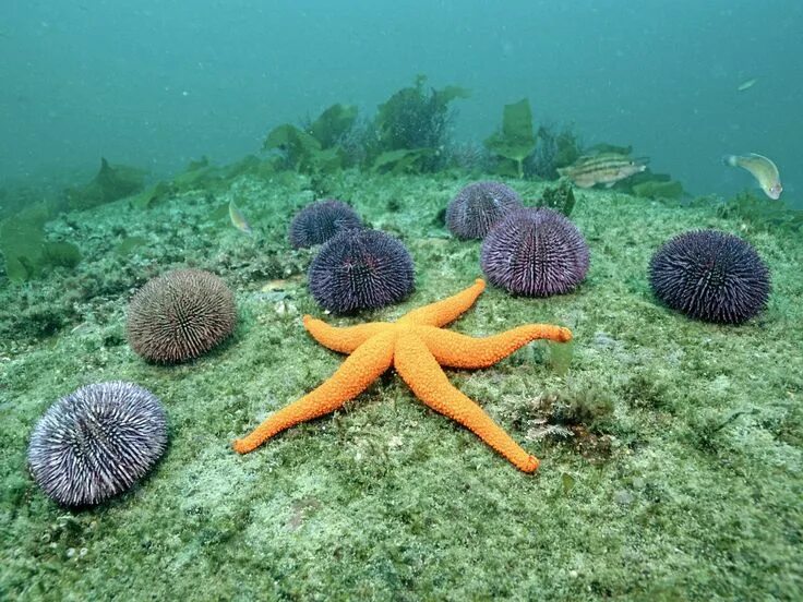 Из чего может быть морским