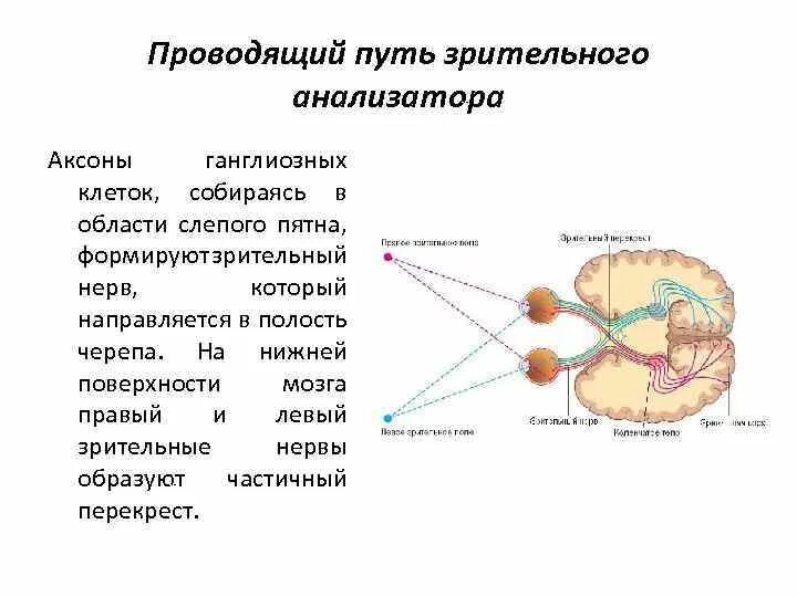 Схема проводящих путей зрительного анализатора. Проводящие пути зрительной системы. Проводящие пути и корковый отдел зрительного анализатора. Нервный путь зрительного анализатора. Понятие об анализаторах зрительный анализатор