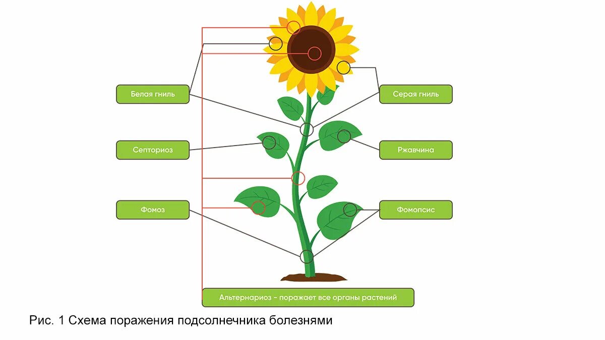 Схема защиты подсолнечника классика. Строение цветка подсолнечника схема. Строение побега подсолнечника. Стадии вегетации подсолнечника. Подсолнухи разбор