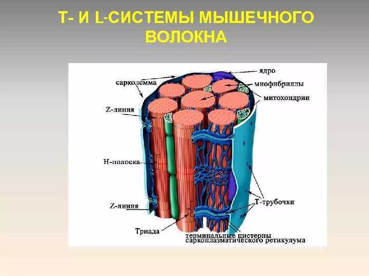 Строение трубочек. Саркоплазматический ретикулум мышечного волокна. Саркотубулярная система мышечного волокна. L система мышечного волокна трубочки. Каналы т системы мышечного волокна.