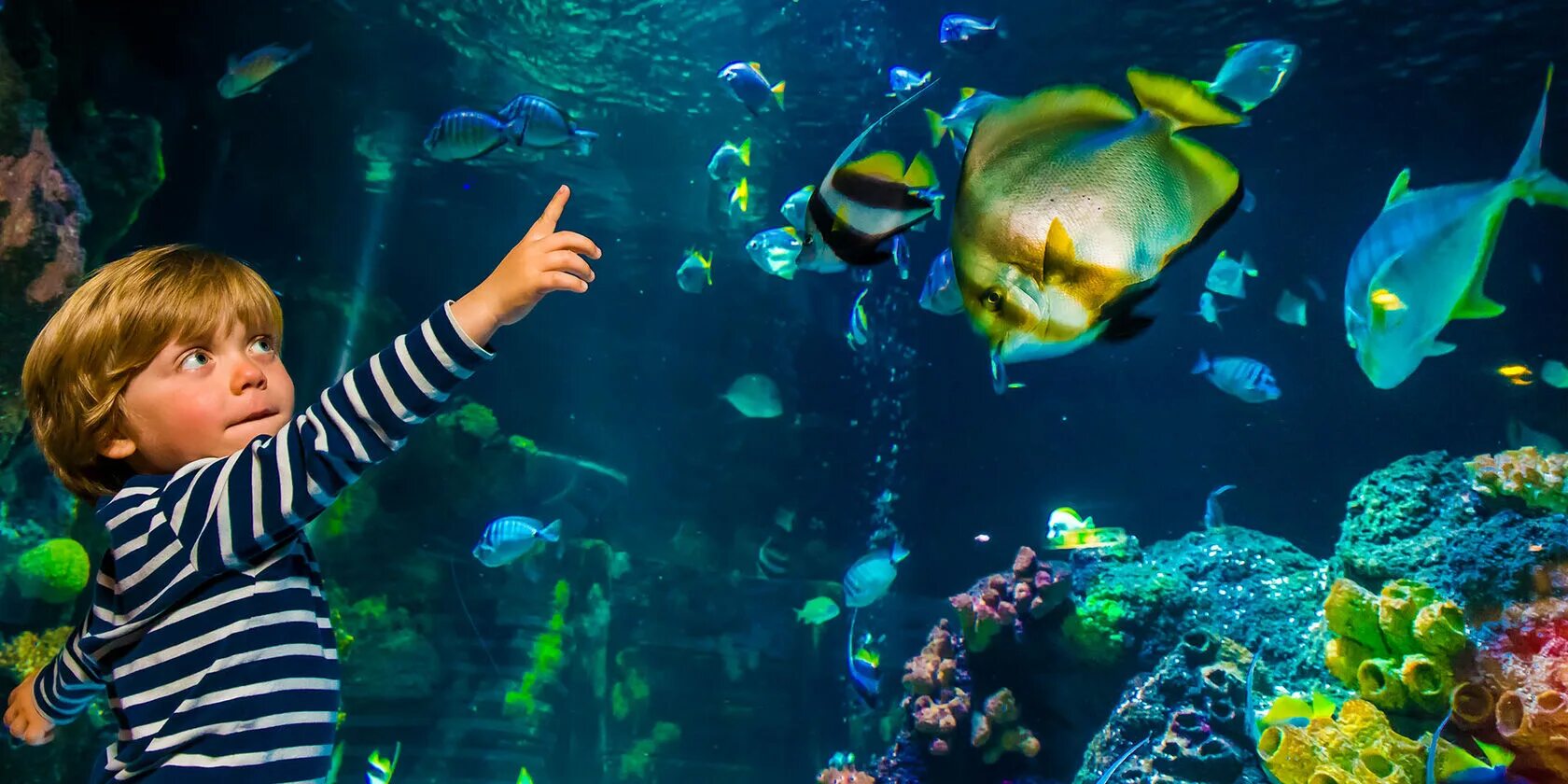 Что такое океанариум. Хельсинки аквариум sealife. морская жизнь (океанариум, сингапур). дети в океанариуме. экскурсия в океанариум.