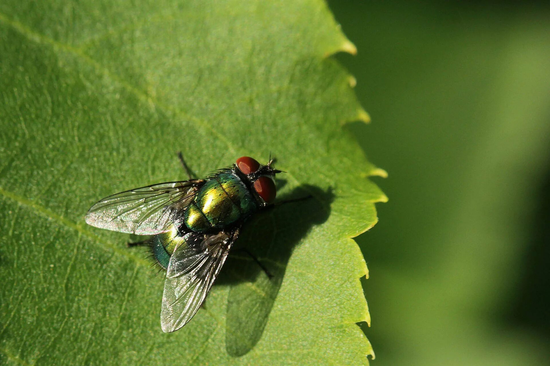 Fly green. Муха навозная зеленая. Муха ЦЕЦЕ зеленая. Вишневая Муха. Черная навозная Муха.