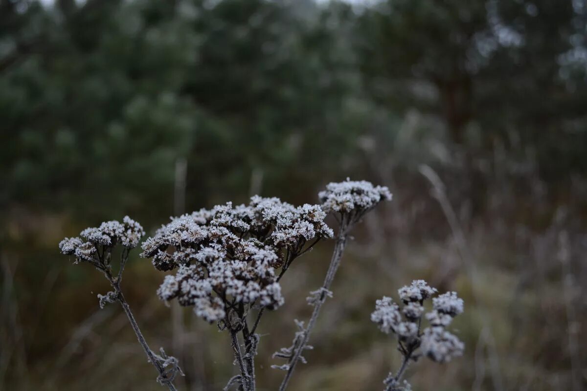 зимние ассоциации. иней на полыни полевые цветы дзен 7. заморозки иней. иней на траве. цветы в инее.