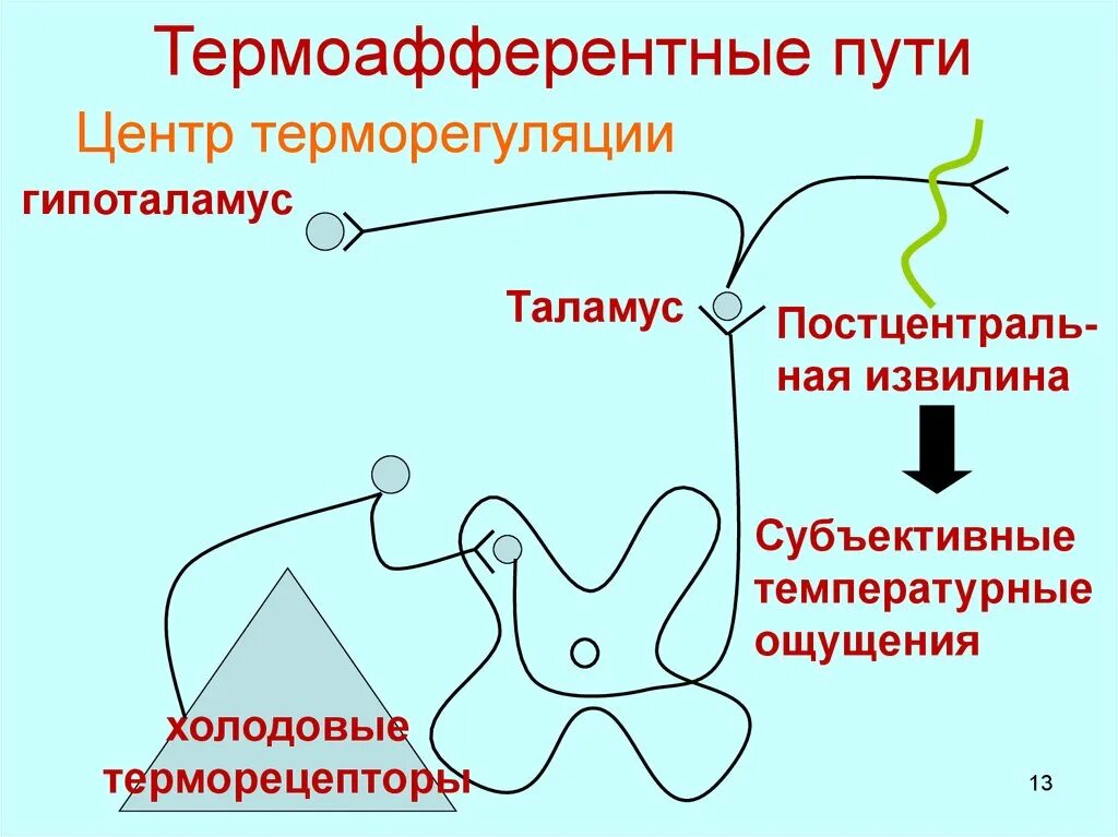 Где располагаются центры терморегуляции. Рефлекторная дуга терморегуляции схема. Гипоталамус центр терморегуляции. Гипоталамические центры терморегуляции. Гипоталамическая регуляция температуры.