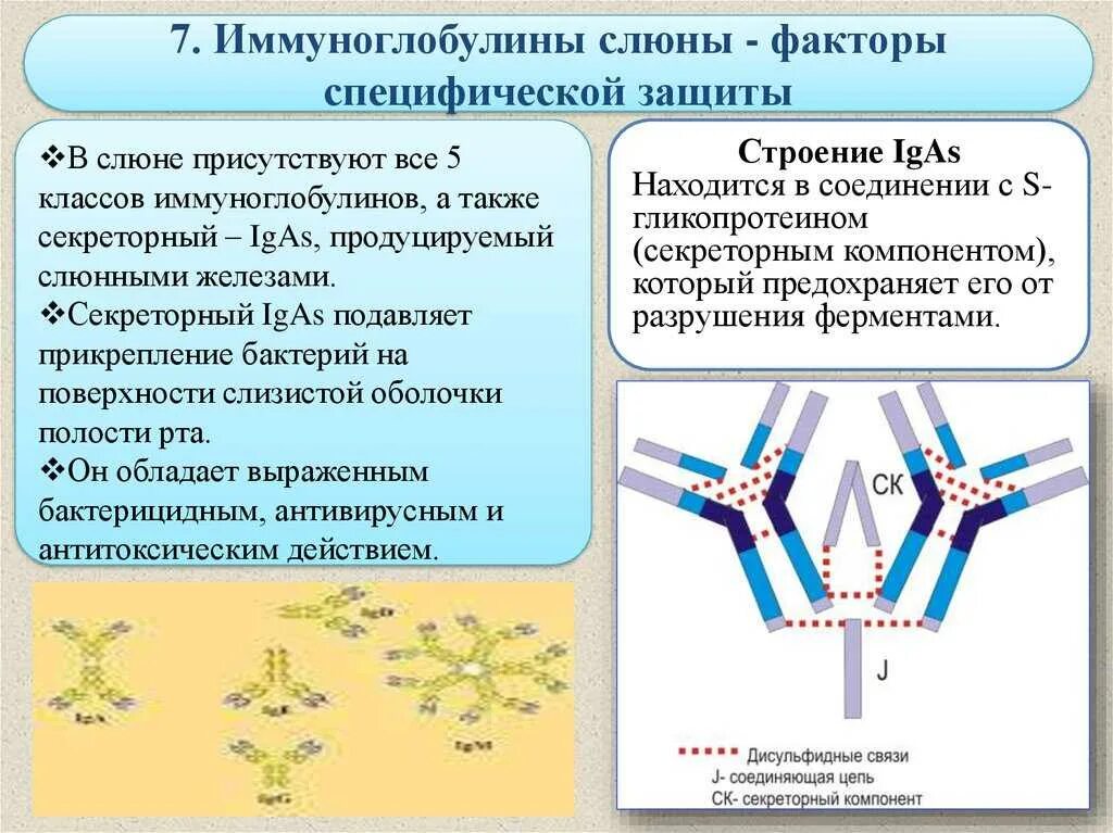 Иммуноглобулины слюны функции. Основной иммуноглобулин защищающий слизистой оболочки. Структура иммуноглобулина биохимия. Секреторный иммуноглобулин класса а.