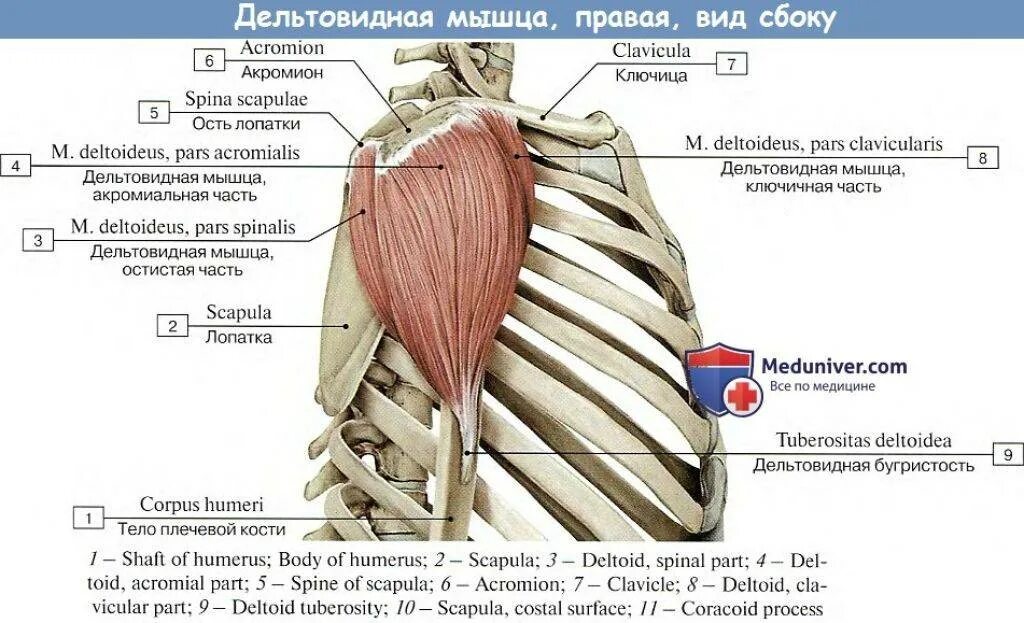 Задняя дельтовидная мышца функции. Задняя Дельта анатомия функции. Функции передней дельтовидной мышцы. Передний край дельтовидной мышцы латынь.
