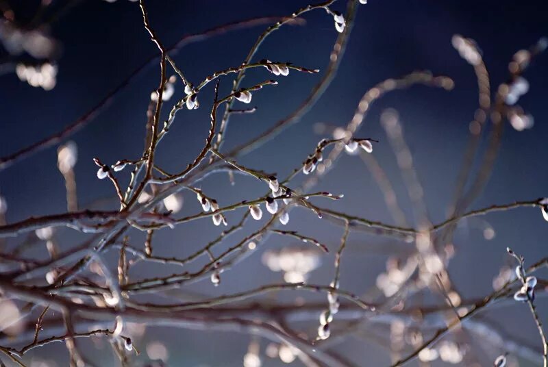 под звуки капели. под звуки капели. весенняя капель. весенняя капель. капель солнце.