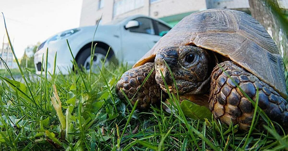 Сухопутная Среднеазиатская черепаха прогулка. Черепаха Выборга. Черепашки домашние. Черепашка на улице. Ловить черепаху