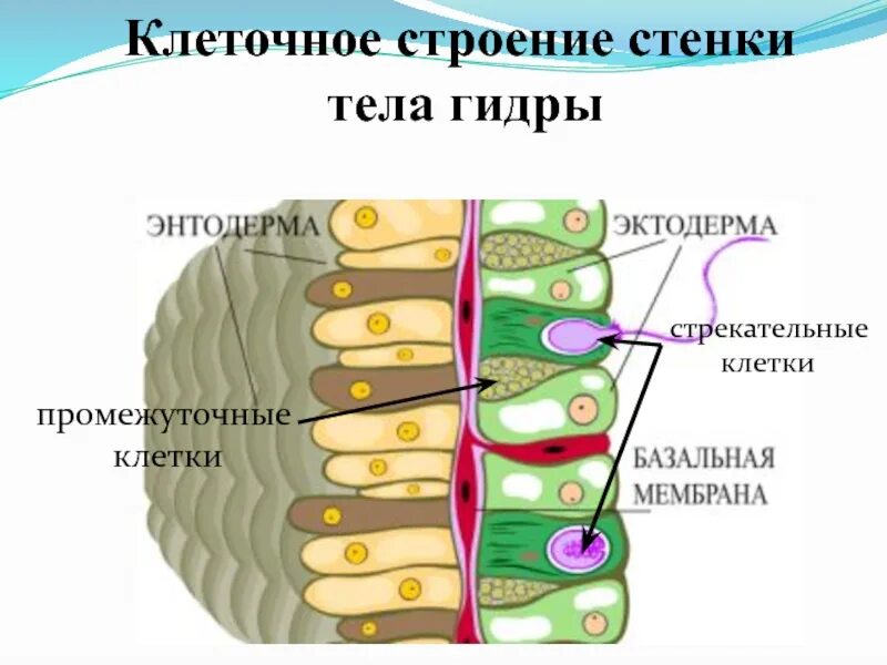 Гидра строение и функции клеток. Строение гидры клетки строение функции. строение энтодермы гидры. строение стенки тела гидры. клеточное строение стенки тела гидры.