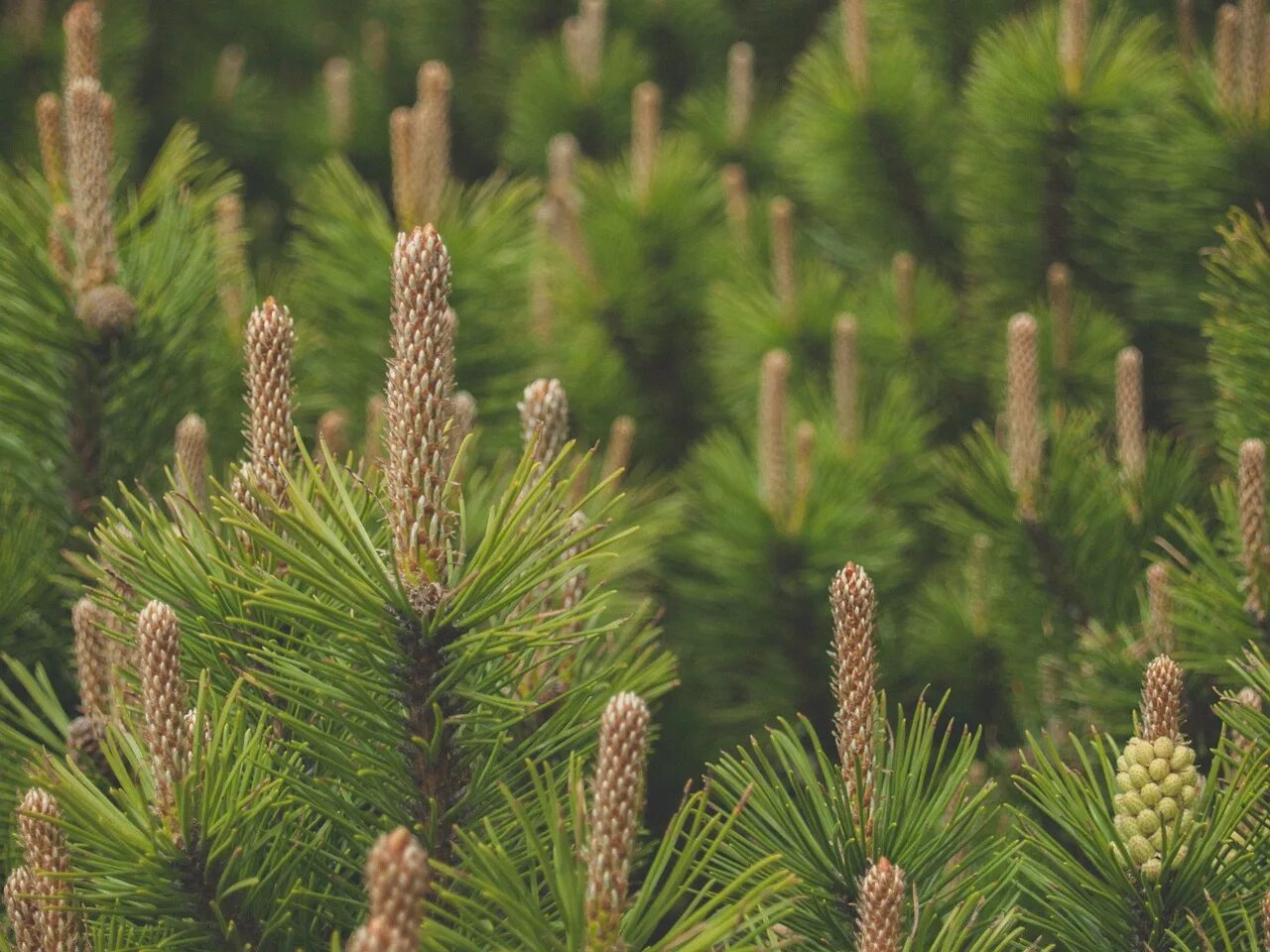 Pinus Sylvestris ‘Białogon’. Pinus Sylvestris хвоя. Обыкновенную лесную сосну (Pinus Sylvestris). Pinus merkusii. Обычная хвойная