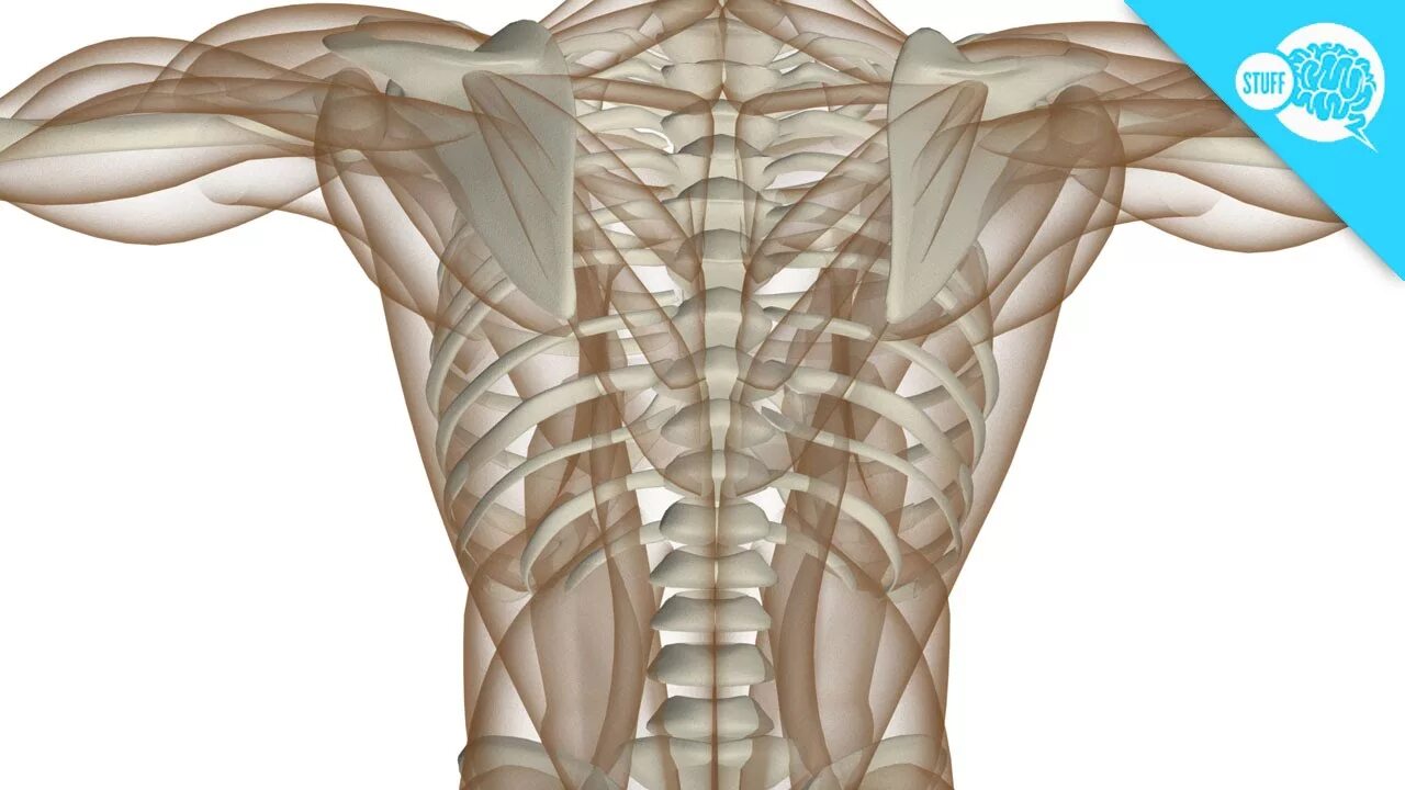 Мышечная анатомия человека. Анатомия спины. Мышцы спины анатомия. Скелет человека с мышцами. Hard bone
