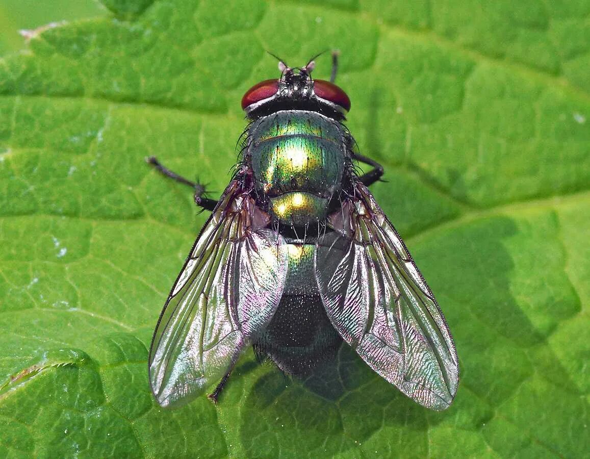 Зеленая падальная Муха. Муха навозная зеленая. Lucilia sericata. Муха (насекомое) Двукрылые. Вид муха домашняя