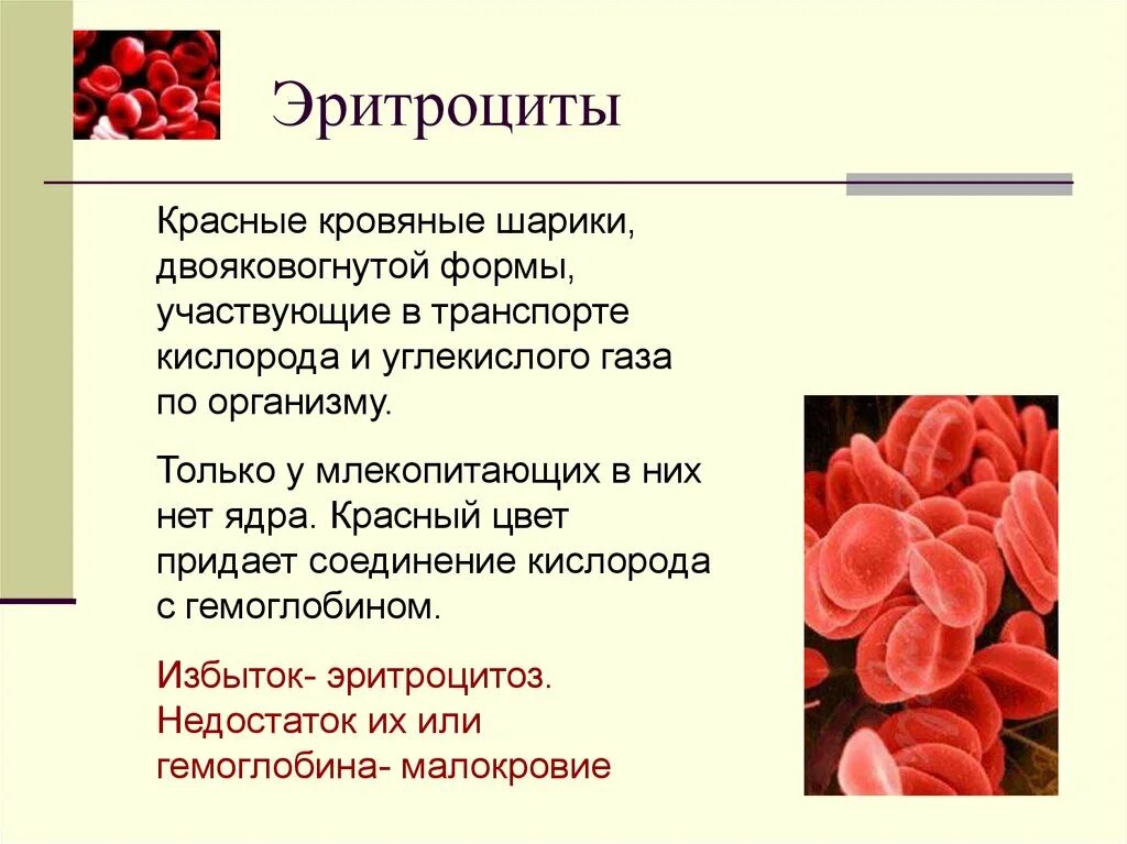 Какого значение крови для организма. Функции эритроцитов биология 8 класс. Функция эритроцитов в крови 8 класс биология. Эритроциты в крови биология 8 класс. Кровяные тельца биология 8 класс.