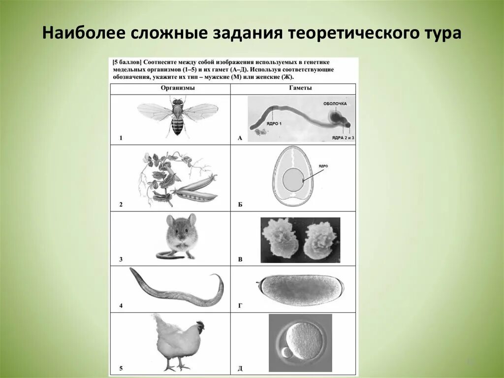 Второе задание теория биологии. Модельные организмы. модельные организмы в биологии.