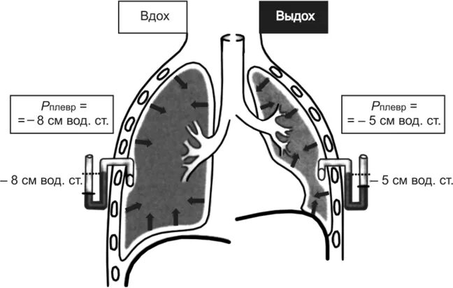 Выдох давление в легких. Механизм вдоха и выдоха газообмен. Механизм вдоха и выдоха плевра. Механизм вдоха схема. Механизм вдоха физиология.