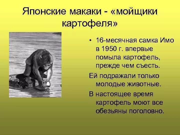 Как называется деятельность животных. Орудийная деятельность животных примеры. пример орудийной деятельности животных в природе. примеры орудийной деятельности рыб. приведите пример как деятельность животных.