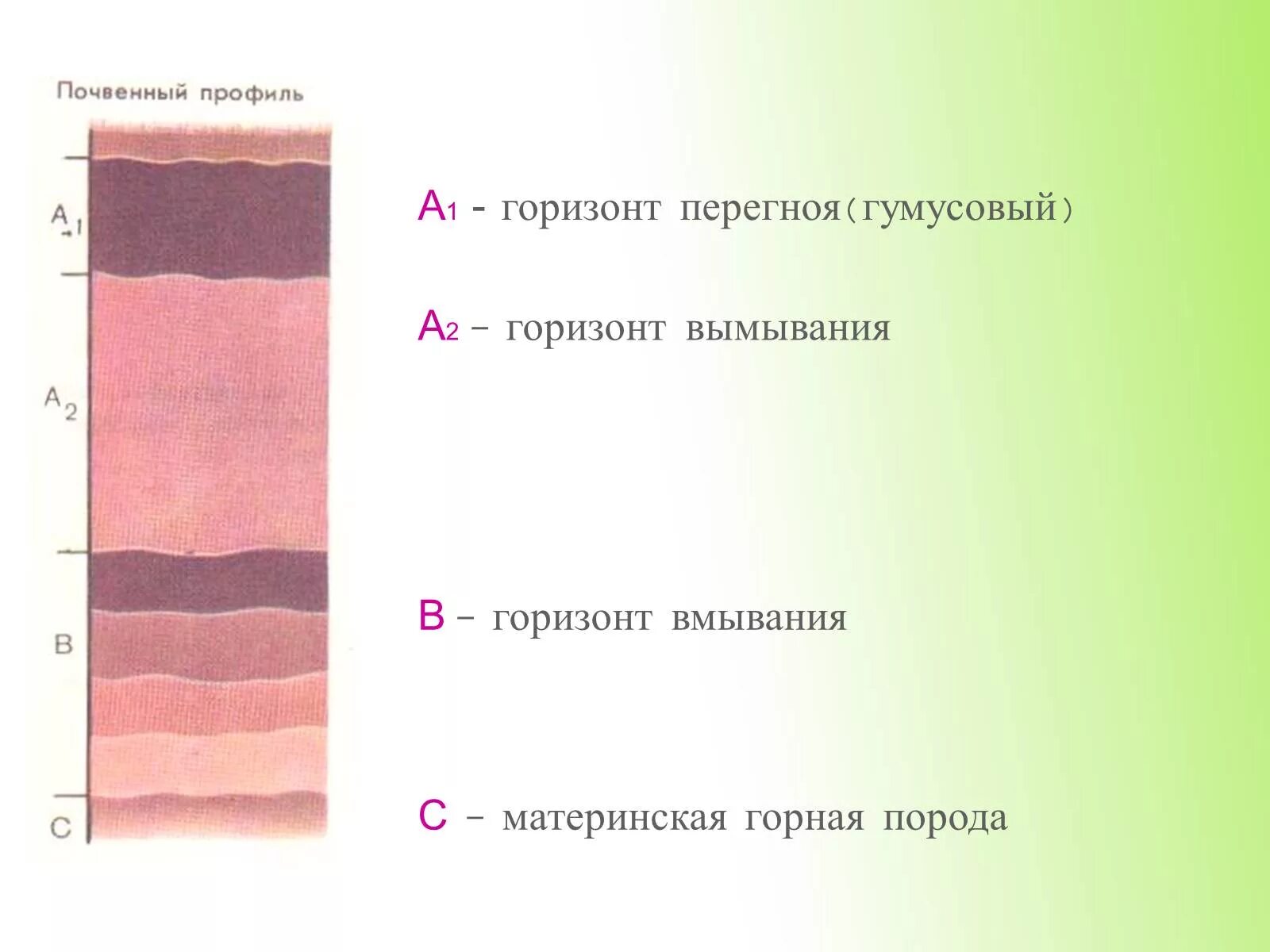 К материнской породе примыкает горизонт. Почвенные горизонты а1 а2 в с. Почвенный Горизонт а1. Почвенный профиль. Материнская порода – гумусовый – вымывания - вмывания.