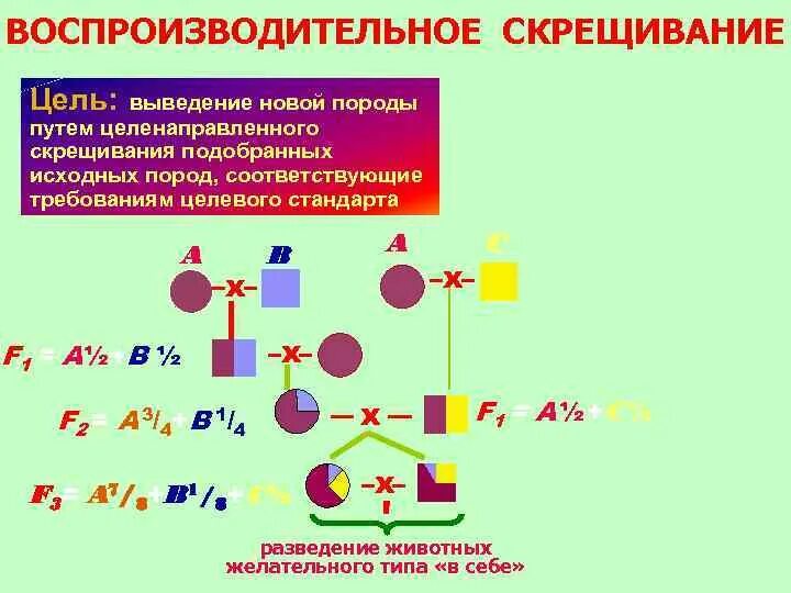 Поглотительное скрещивание в животноводстве схема. Воспроизводительное заводское скрещивание схема. Схема воспроизводительного скрещивания овец. Схема простого воспроизводительного скрещивания.