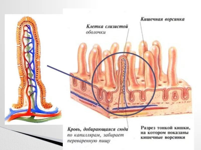 Всасывание ворсинками тонкого кишечника