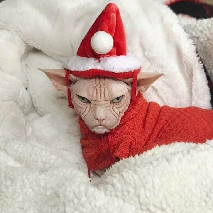 Сфинкс в новогоднем костюме. Смешные новогодние коты. Сфинкс в новогодней шапке. Новогодний лысый кот. Смешные коты 2024