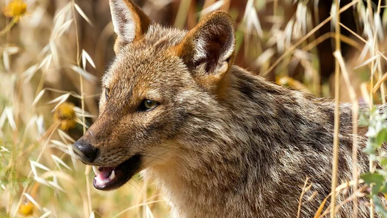 Золотистый шакал. Шакал в природе. Золотистый шакал (canis aureus). Обыкновенный шакал. Шакал камышовый.