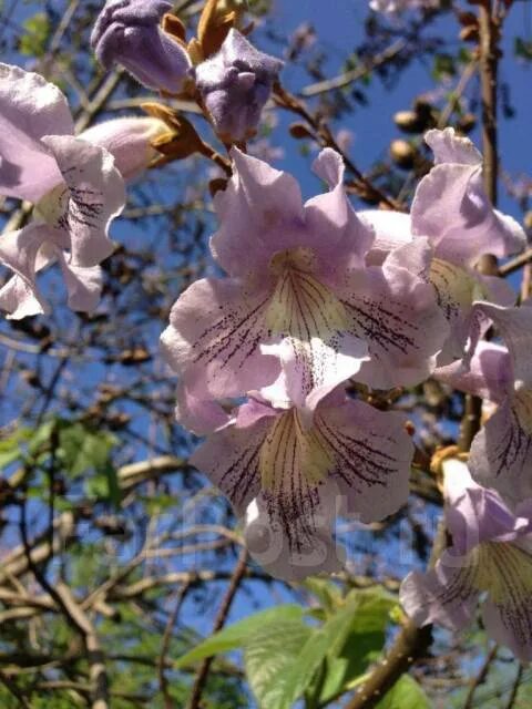 Tree With Purple Flowers: Top 16 Beautiful Varieties
