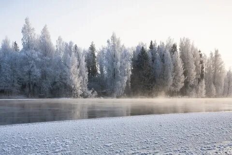 Лед лес