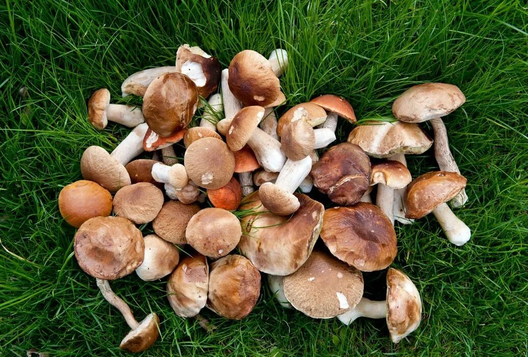 Какие грибы собирают в апреле