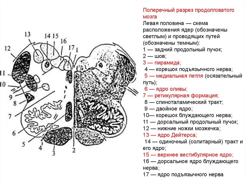 Каким номером на рисунке обозначен продолговатый мозг. Внутреннее строение продолговатого мозга ядра. Поперечный срез продолговатого мозга схема. Строение продолговатого мозга срез. Ядра продолговатого мозга схема.