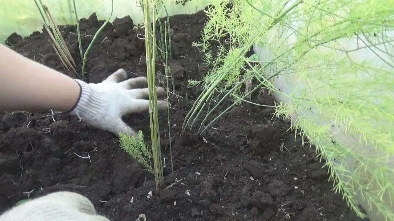 Спаржа выращивание из семян в открытом