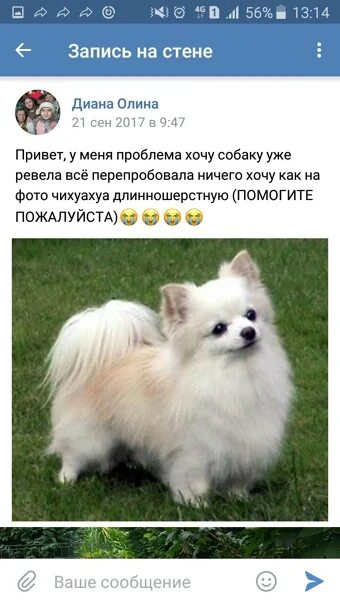 Как уговорить маму купить щенка. Как уговорить родителей купить собаку. Как уговорить маму купить щенка. Как убедидить маму купить собаку. Как уговорить маму на собаку.