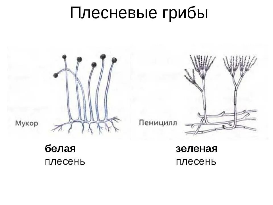 Примеры мукора. Строение плесневого гриба мукора. Грибы мукор пеницилл дрожжи. Строение плесневого гриба пеницилла. Строение гриба мукора схема.