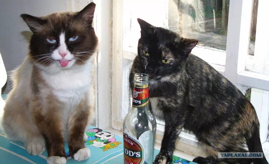 Нетрезвый кот. Пьющие коты. Котик с пивом. Напои кота. Кот бухарик.