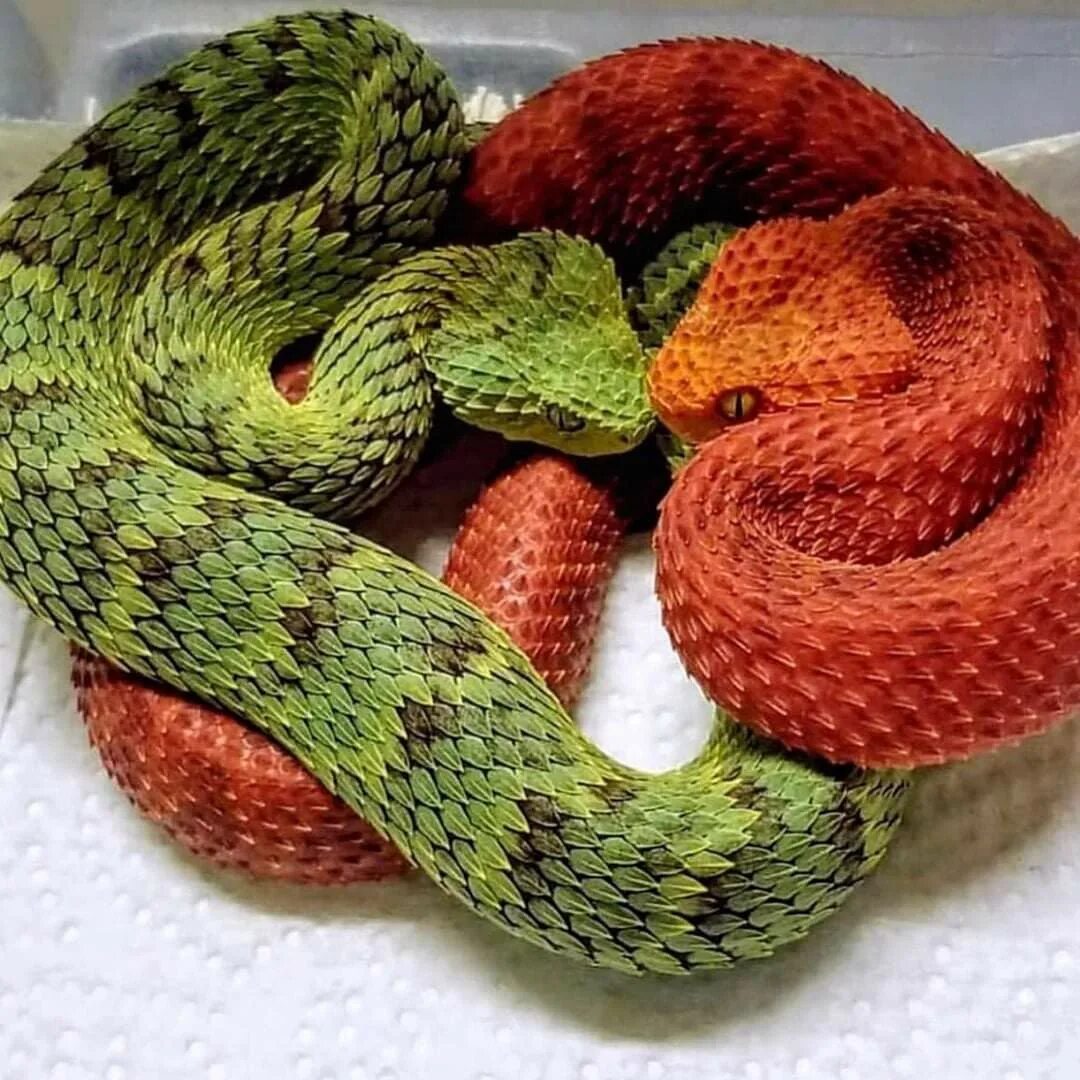 Пушистые змейки. Кустарниковая гадюка (Atheris. Кустарниковая гадюка голубая. Шершавая древесная гадюка (Atheris squamigera). АТЕРИС змея.