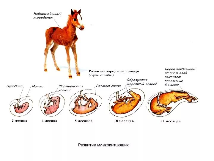 Внутреннее развитие млекопитающих. Цикл развития млекопитающих схема. схема размножения и развития млекопитающих. схема развития млекопитающих 7 класс. схема развития детёныша в матке у млекопитающих.