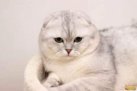 Вислоухая шиншилла кошка