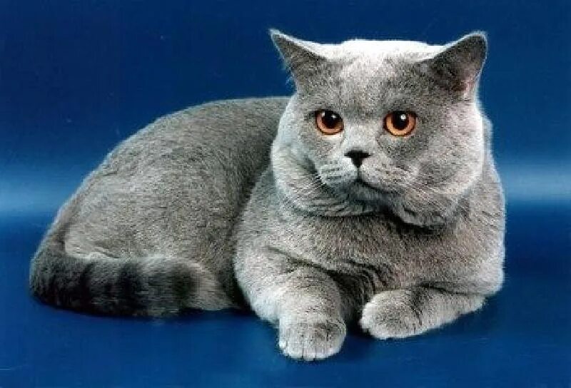 Британская короткошёрстная кошка. Голубой британец кот. Британские короткошорстый. Британская короткошёрстная кошка фото. Описание британской породы