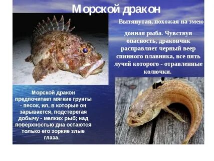 Сообщение о рыбе 7 класс биология